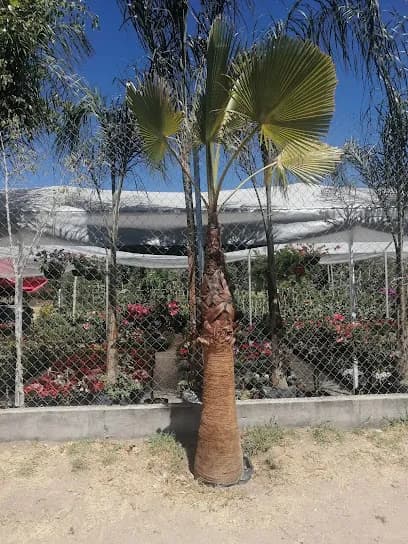 Foto de Multiservicio, Amortiguadores Y Llantas Valdez